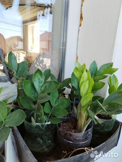 Замиокулькас