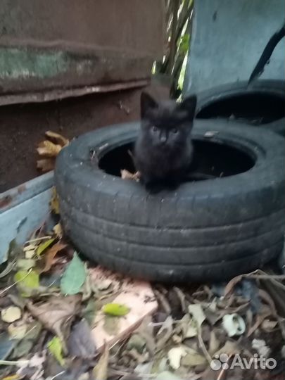 Кошечка в добрые руки