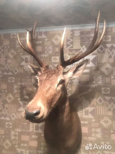 Чучело оленя