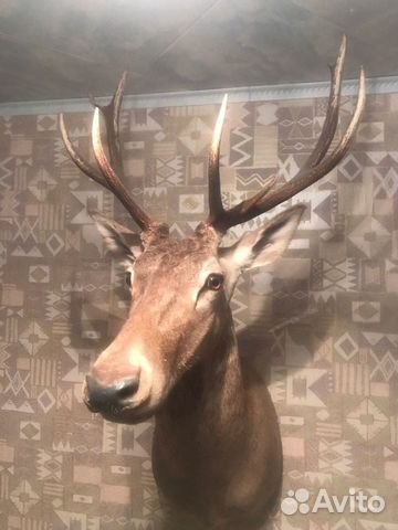 Чучело оленя