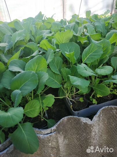 Капуста Июньская,Землячка,Слава,Московская поздняя