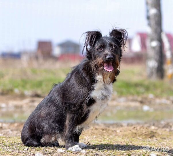 Собачка с двумя лапками