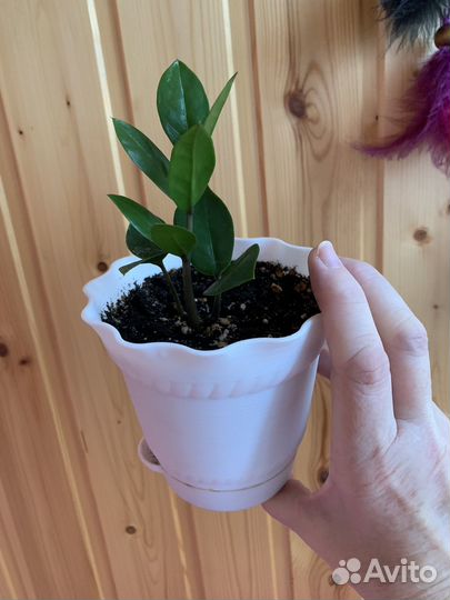 Замиокулькас