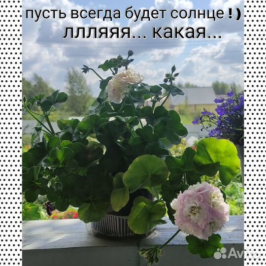Пеларгонии плющелистные