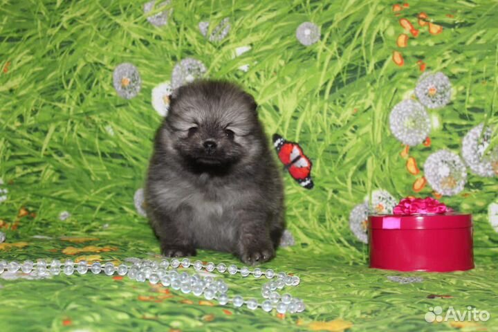 Померанский шпиц