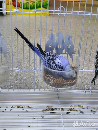 Попугаи волнистые