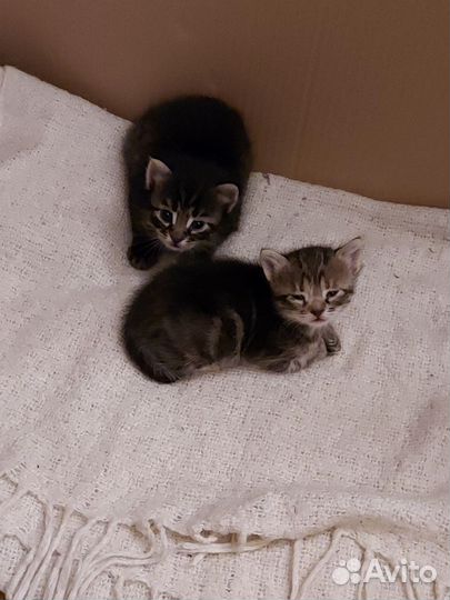 Котята
