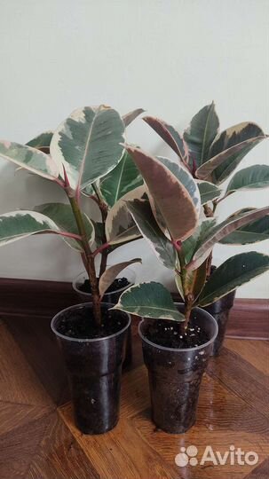 Фикус эластика тинеке