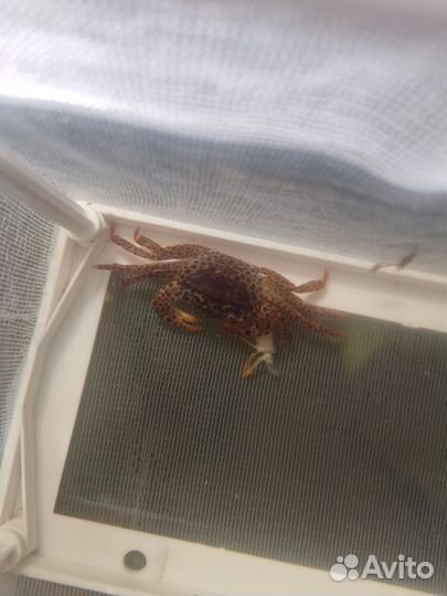 Краб пантера аквариумный