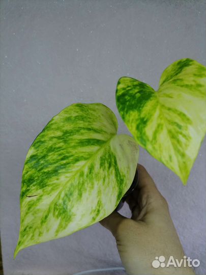 Сциндапсусы