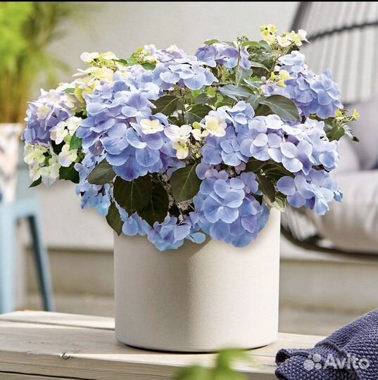 French bolero blue