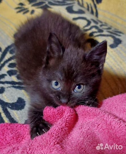 Кошка в дар