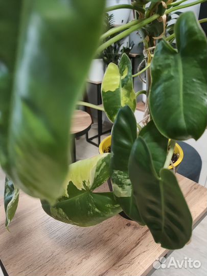 Филодендрон бурле макс