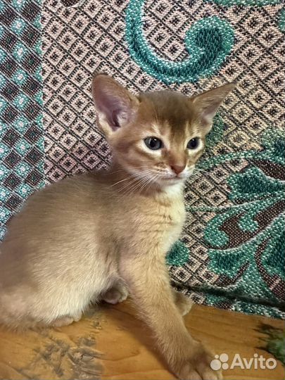 Котята абиссинской породы