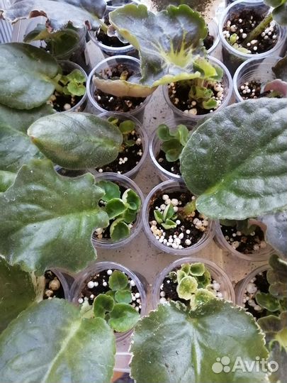 Укорененные черенки фиалок