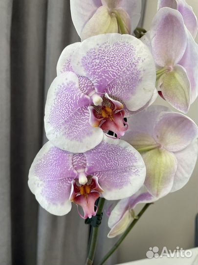Орхидея фаленопсис доставка бесплатно