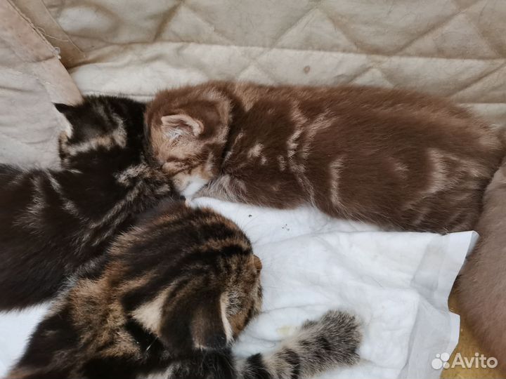 Шотландские котята