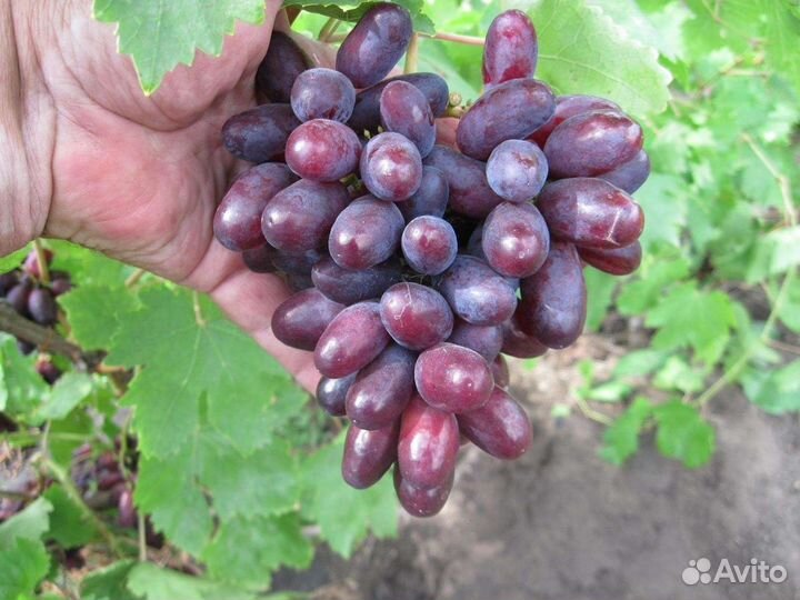 Саженцы Винограда Изюминка