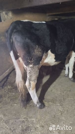 Коровы дойные молочные