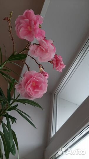 Олеандр розовый махровый