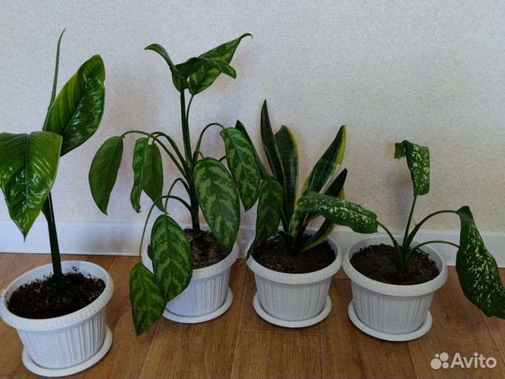 Комнатные цветы