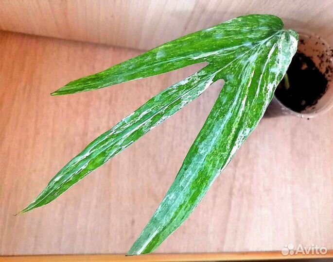 Amidrium zippelianum variegated