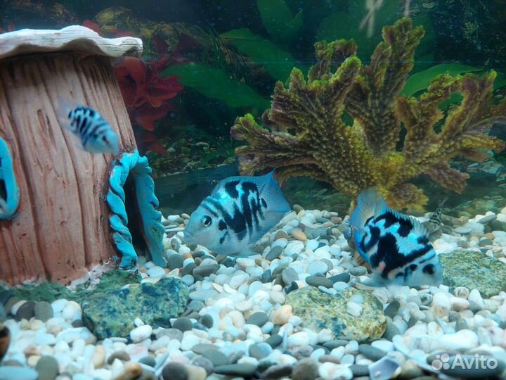 Сапфировый попугай (панда)