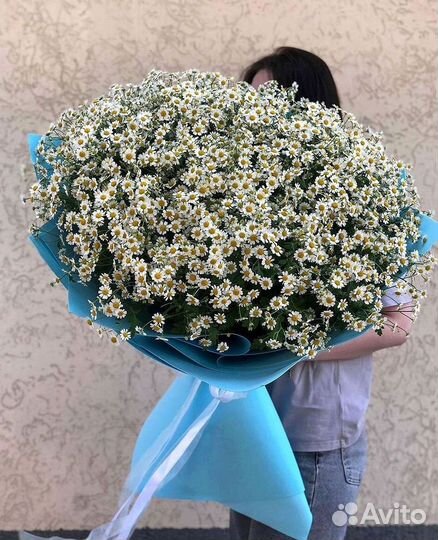 Цветы ромашки