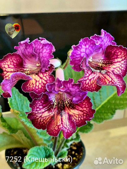 Детки сортовых стрептокарпусов