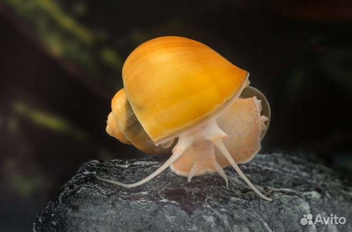 Улитки ампулярии