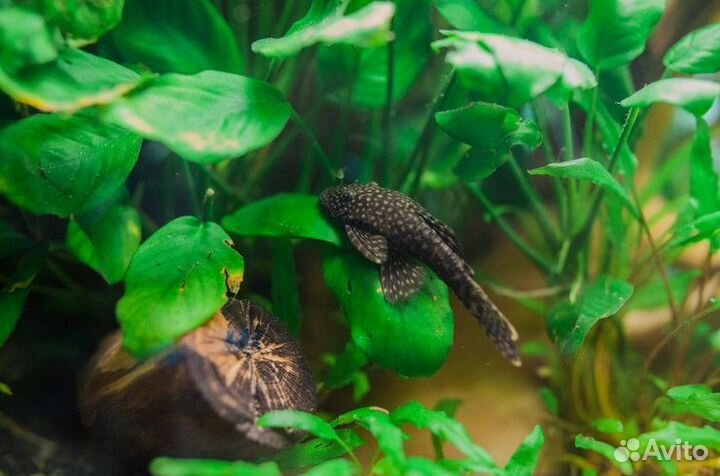 Корм тетра дискус.Аквариумные сомы.Анциструсы