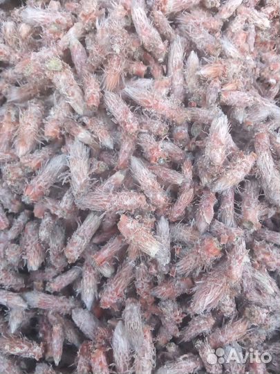 Сосновые почки