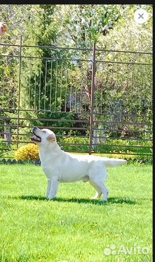 Вязка. Лабрадор