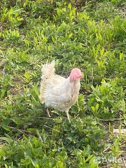 Куры с петухом