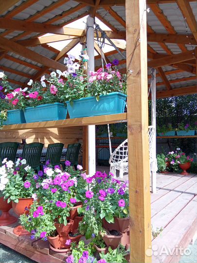 Цветы в кашпо