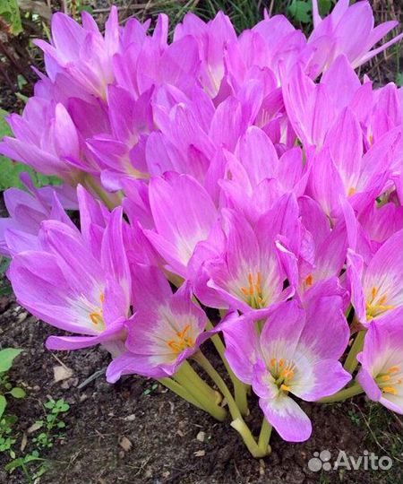 Безвременник