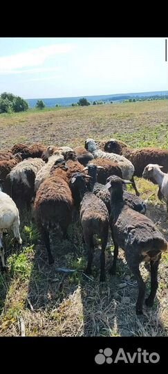 Продам баранов курдючных