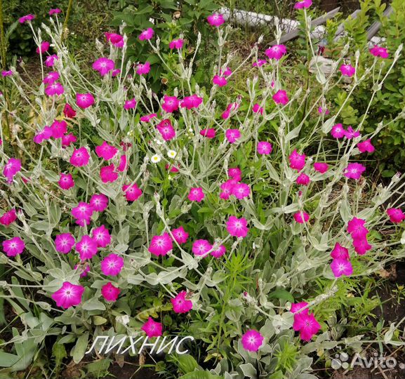 Садовые растения