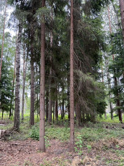 Участок 12,6 сот. (ИЖС)