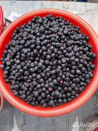 Черника Байкальская