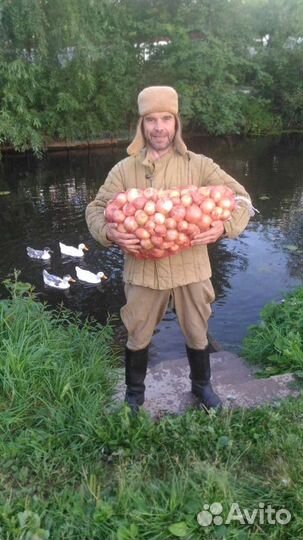 Лук репчатый продажа с доставкой