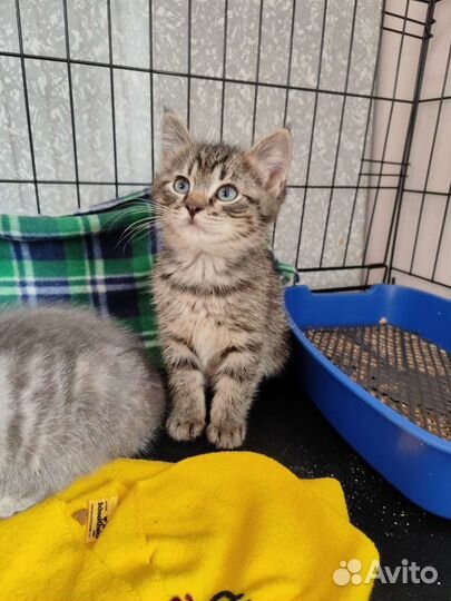 Котёнок мальчик в добрые руки