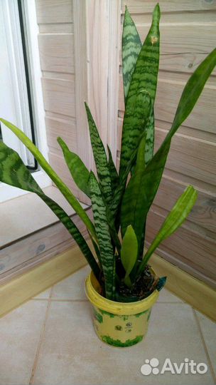 Продается комнатное растение 