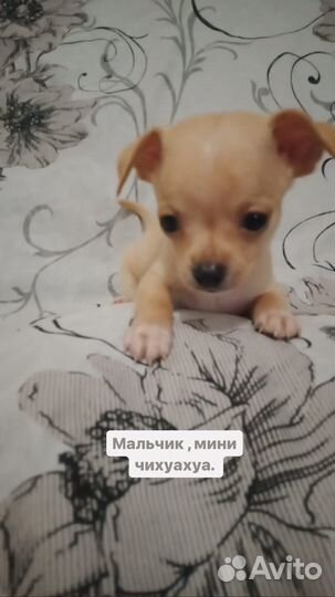 Щенки чихуахуа мини