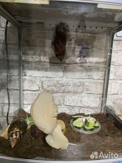 Улитки ахатины большие