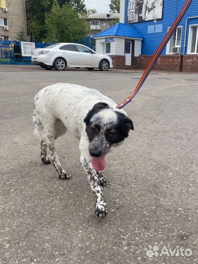 Выгул собак