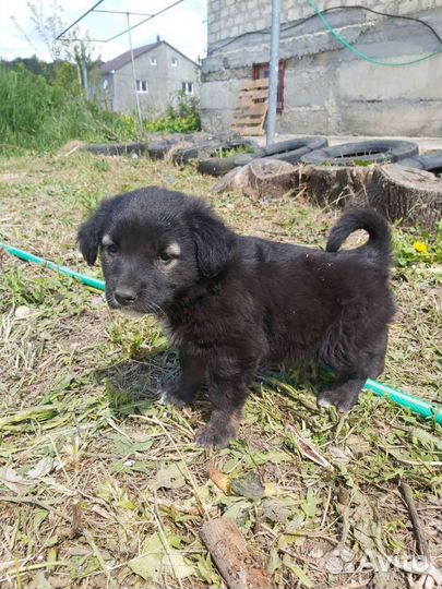 Отдам щенят мальчик и девочка все кушают