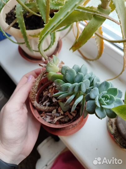 Комнатные цветы, суккуленты в добрые руки