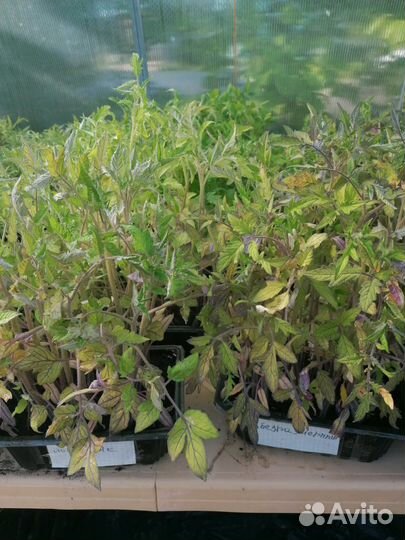 Продаётся рассада