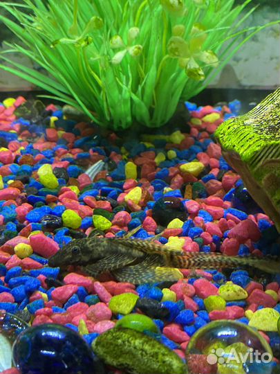 Аквариумные рыбы